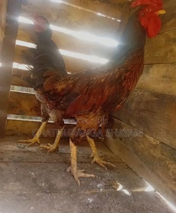 Rooster