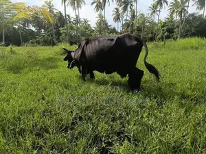 Milk Cow