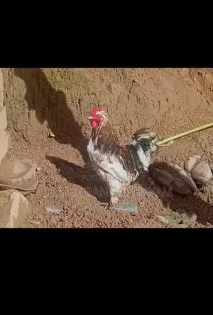 Rooster