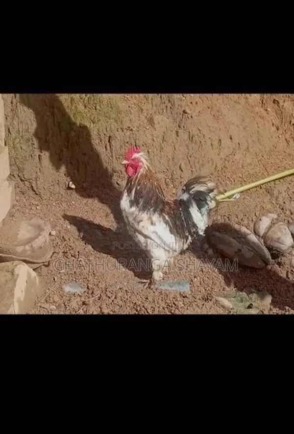 Rooster