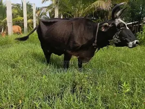 Milk Cow