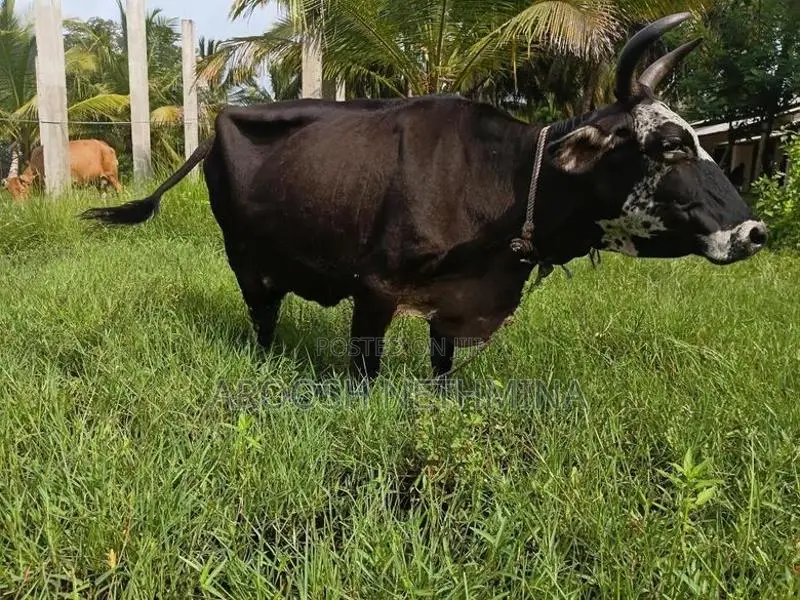 Milk Cow