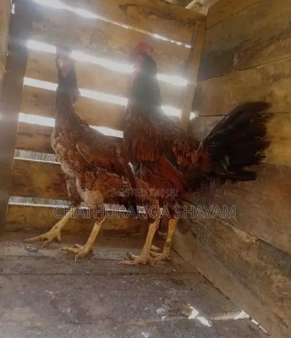 Rooster