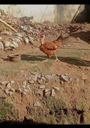 Rooster