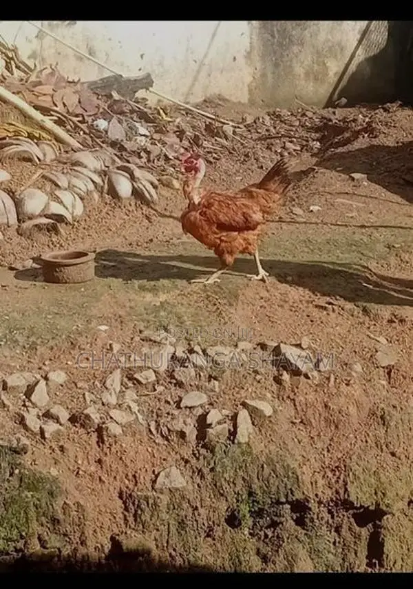 Rooster
