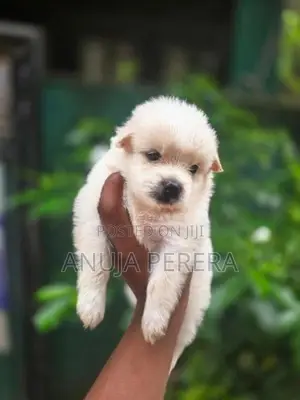 Lion Pomeranian Puppies