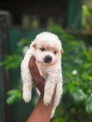 Lion Pomeranian Puppies