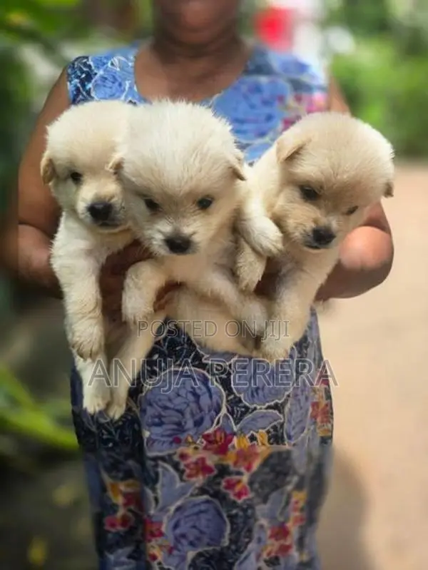 Lion Pomeranian Puppies
