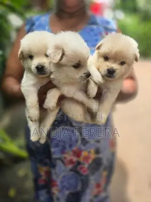 Lion Pomeranian Puppies