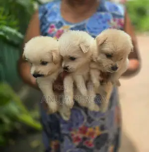 Lion Pomeranian Puppies