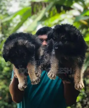 German Shepherd Puppy
