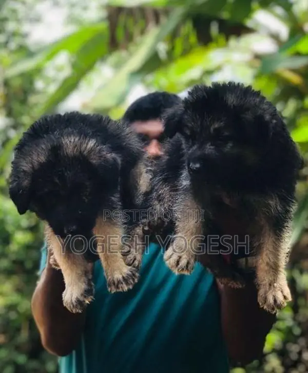German Shepherd Puppy