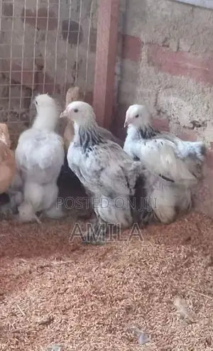මාසයක් වයසැති කුකුල් පැටව්