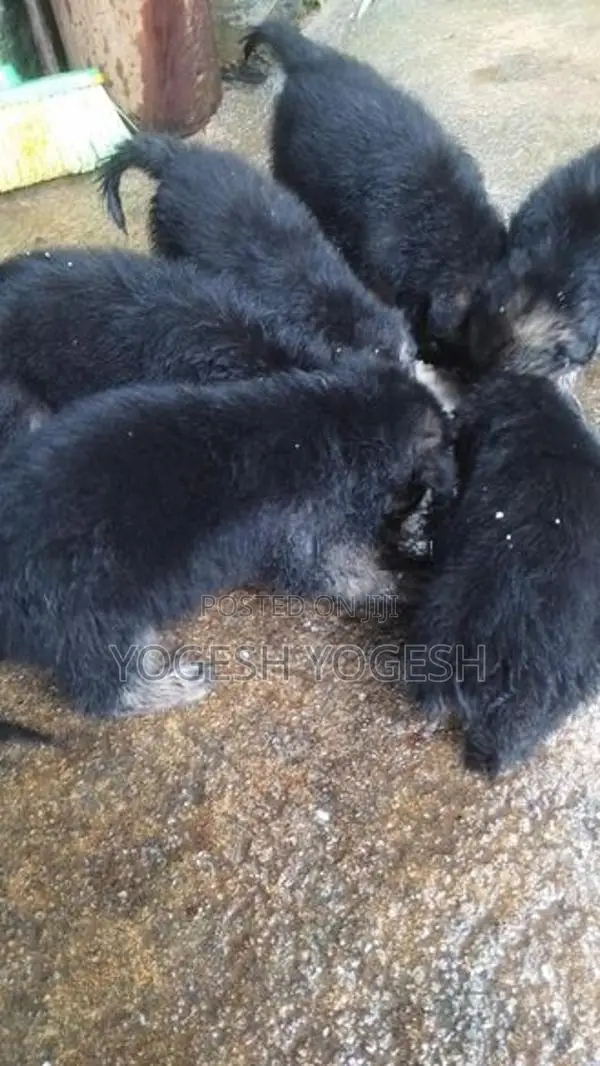 German Shepherd Puppy