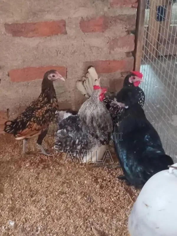 මාසයක් වයසැති කුකුල් පැටව්
