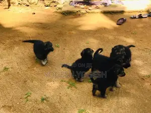 German Shepherd Puppy