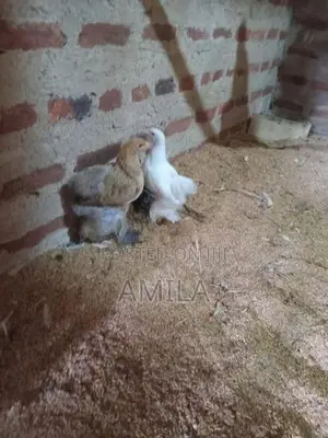 මාසයක් වයසැති කුකුල් පැටව්