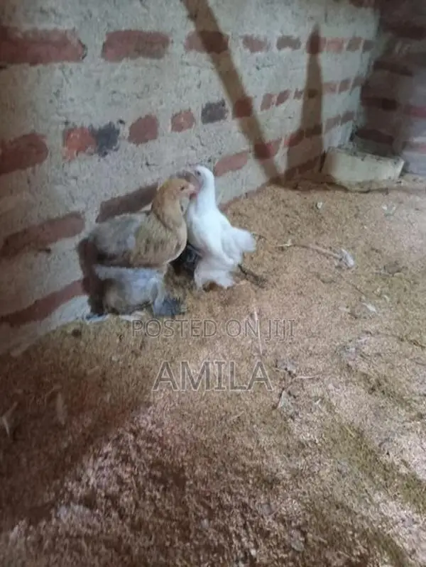 මාසයක් වයසැති කුකුල් පැටව්