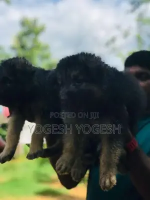 German Shepherd Puppy