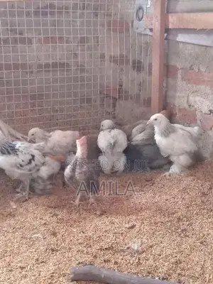මාසයක් වයසැති කුකුල් පැටව්
