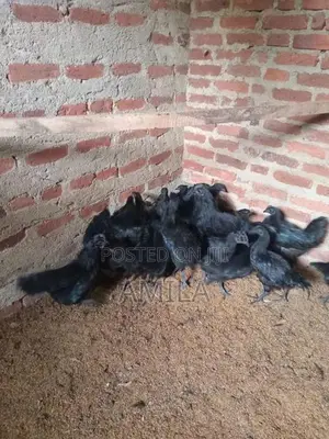 මාසයක් වයසැති කුකුල් පැටව්