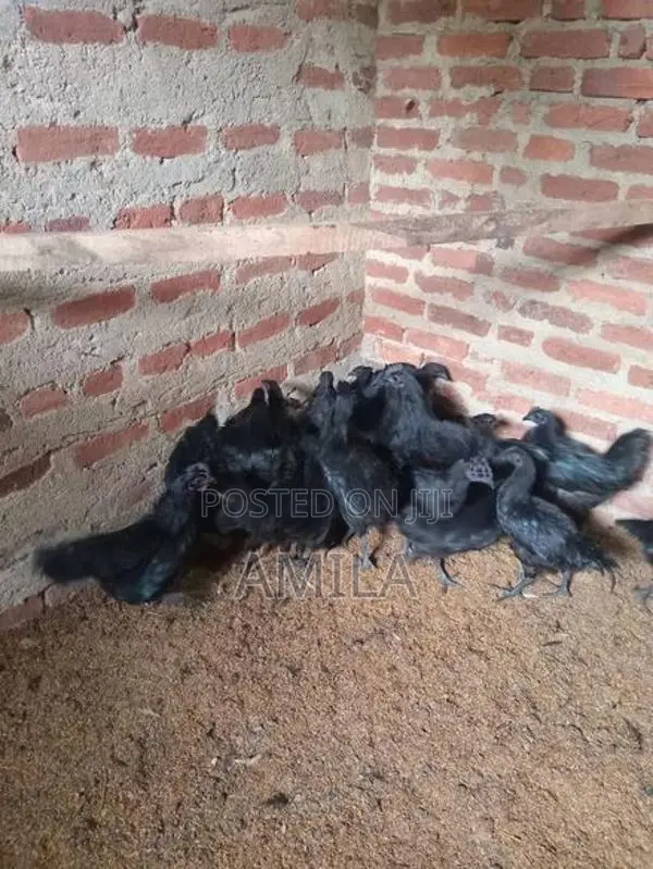 මාසයක් වයසැති කුකුල් පැටව්