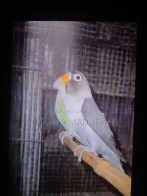 Finches Birds