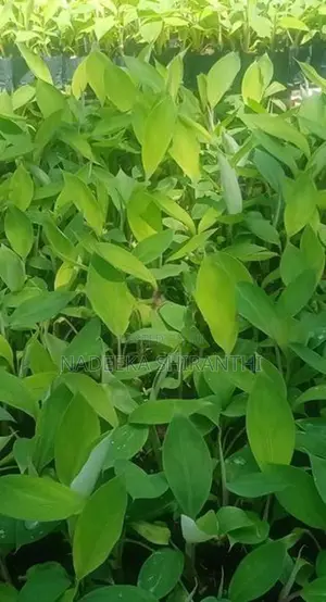 පටක රෝපණ කෙසෙල් පැළ