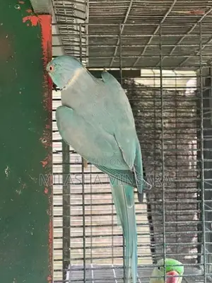 Blue Ringneck Male