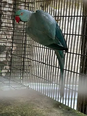 Blue Ringneck Male
