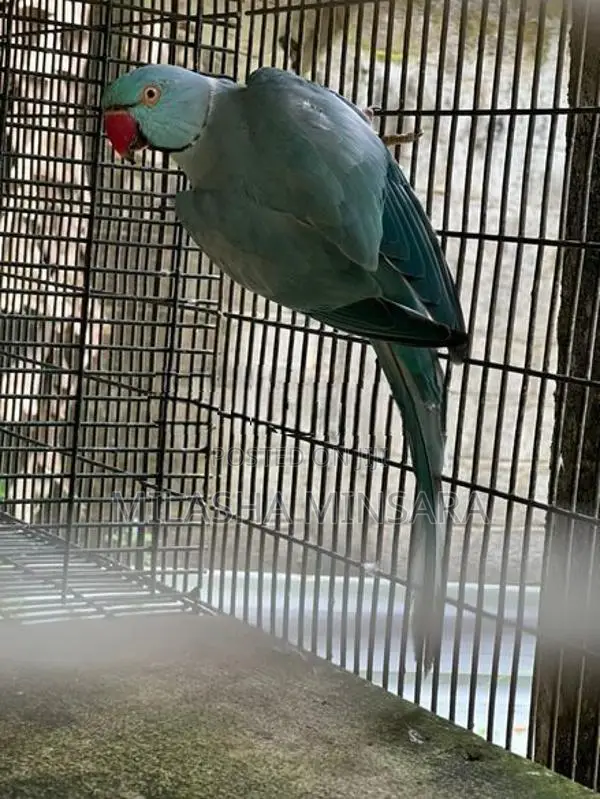 Blue Ringneck Male