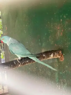 Blue Ringneck Male