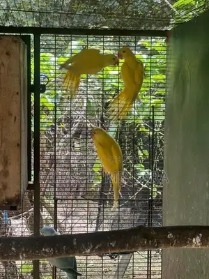Blue Ringneck Male