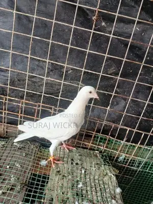 Pigeon