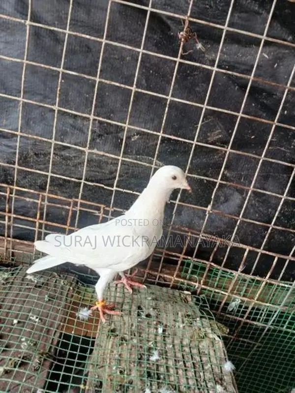 Pigeon