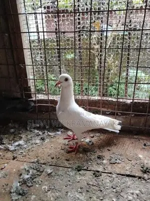 Pigeon
