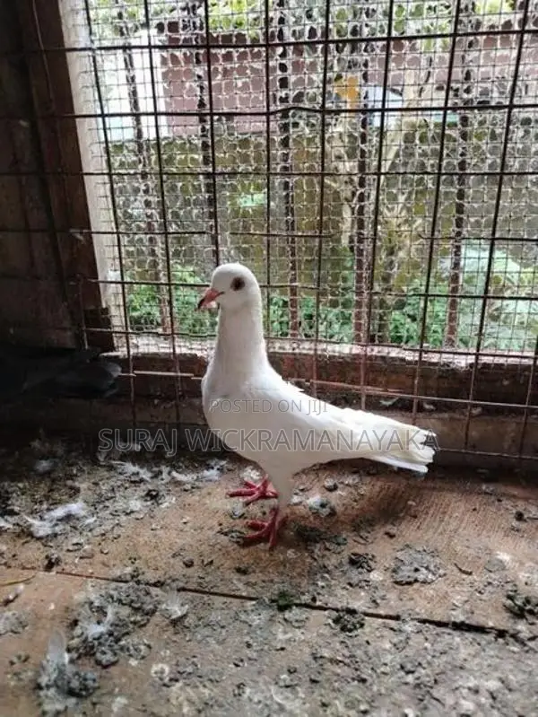Pigeon