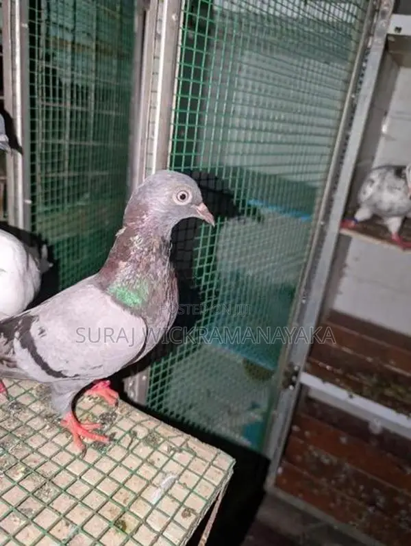 Pigeon