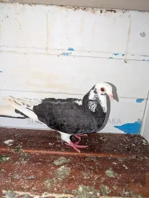 Pigeon