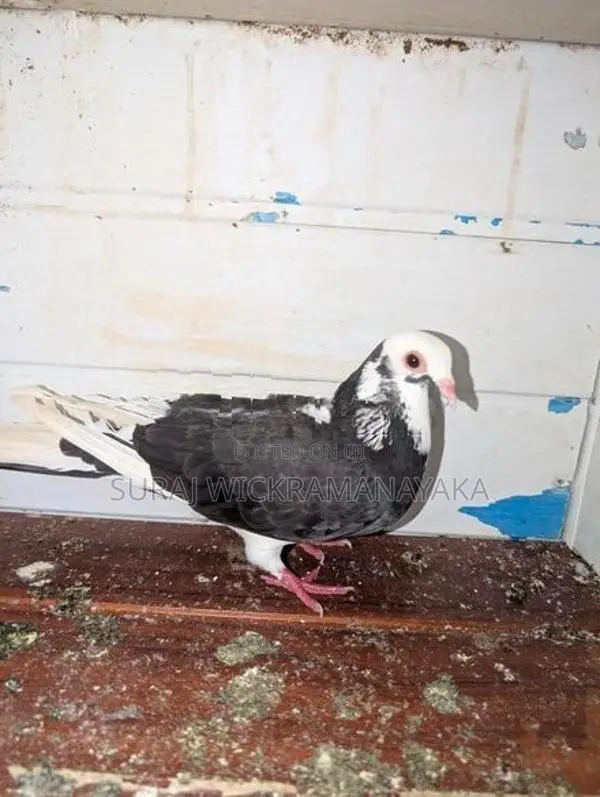 Pigeon