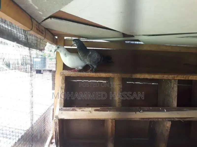 Pigeon