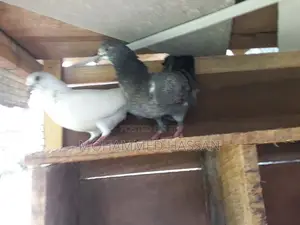 Pigeon