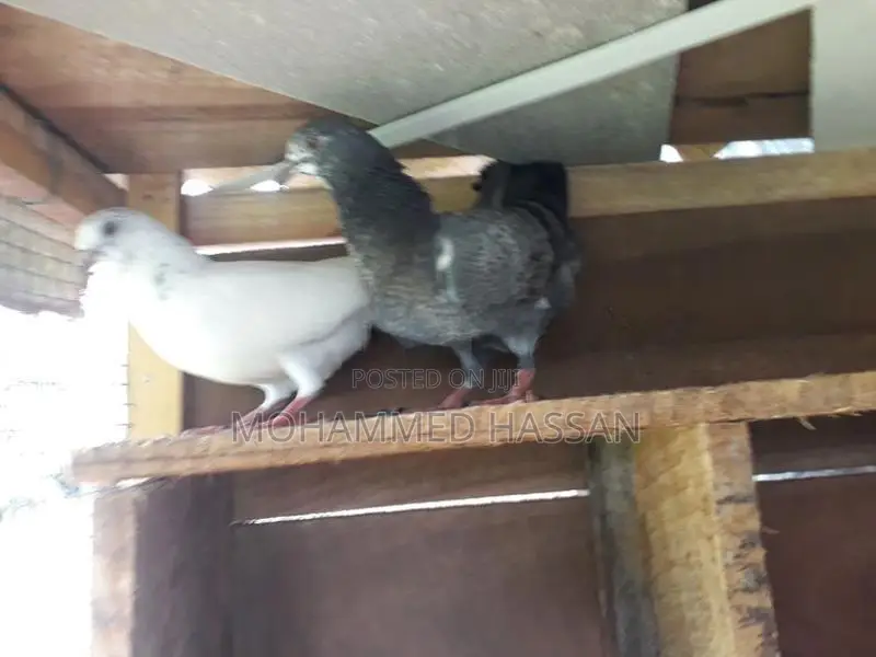 Pigeon