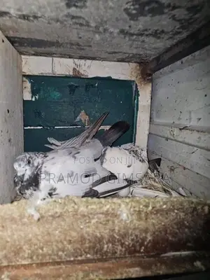 Pigeon