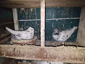 Pigeon