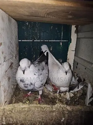 Pigeon