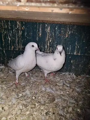 Pigeon