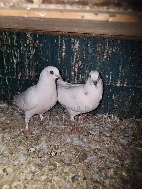 Pigeon