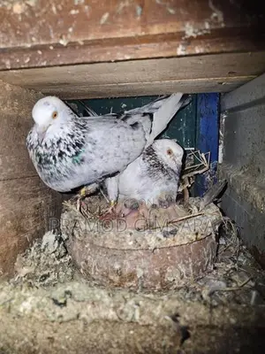 Pigeon