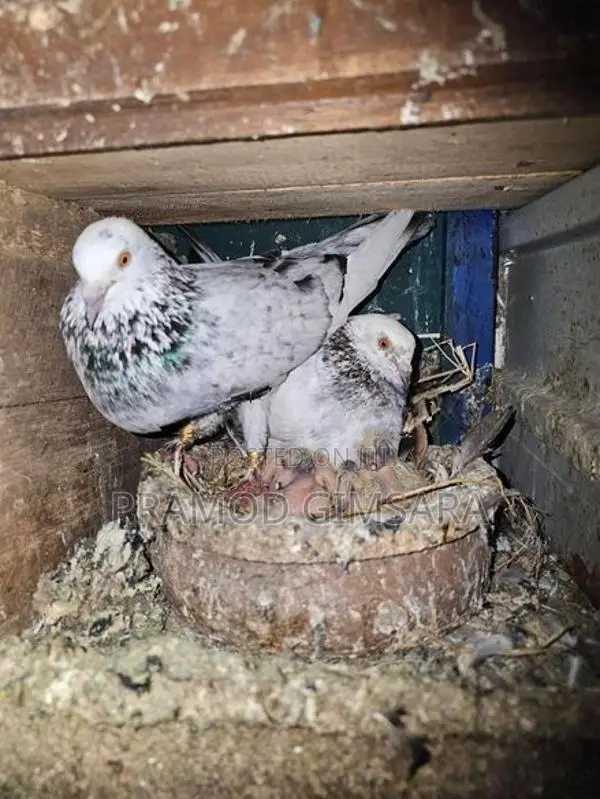 Pigeon